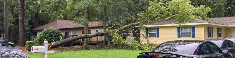 A tree that has come down in a storm and landed on a house's roof.